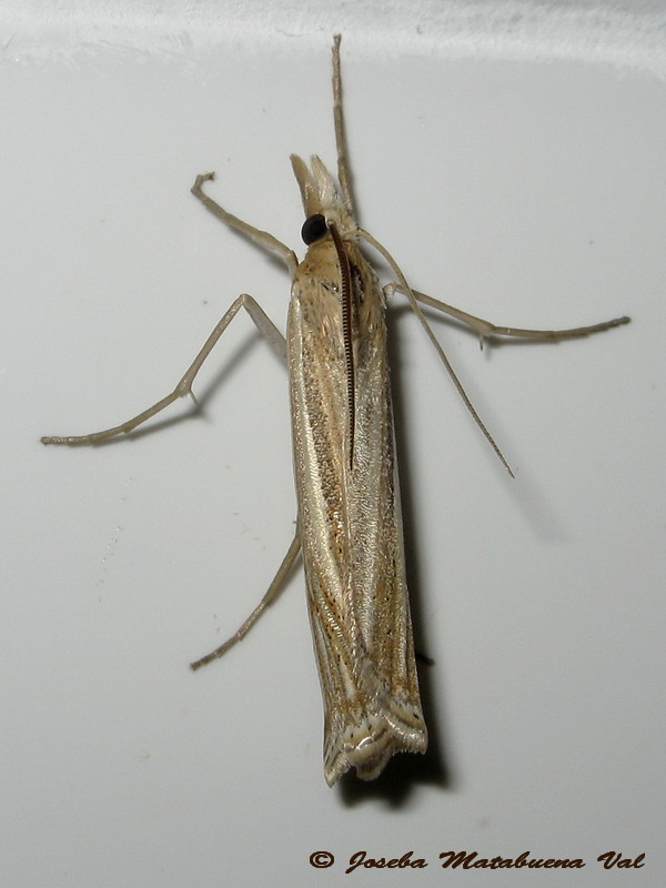 Ancylolomia tentaculella - Crambidae